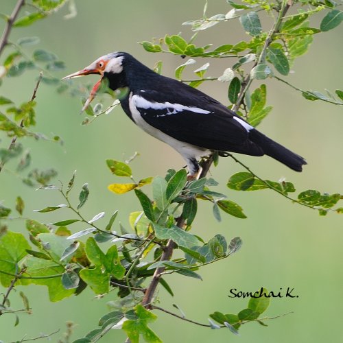 Jalak Suren - Asian Pied Starling (Gracupica contra) 5